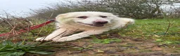 Mixed Breed dogs for adoption: Rosie - Norwich Norfolk  in Norwich - Advert 13