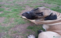 Mastiff dogs for sale: Cane Corso - Image 4
