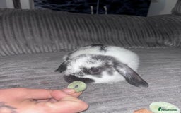 Mini Lop rabbits for sale: Mini lop rabbits - Image 2