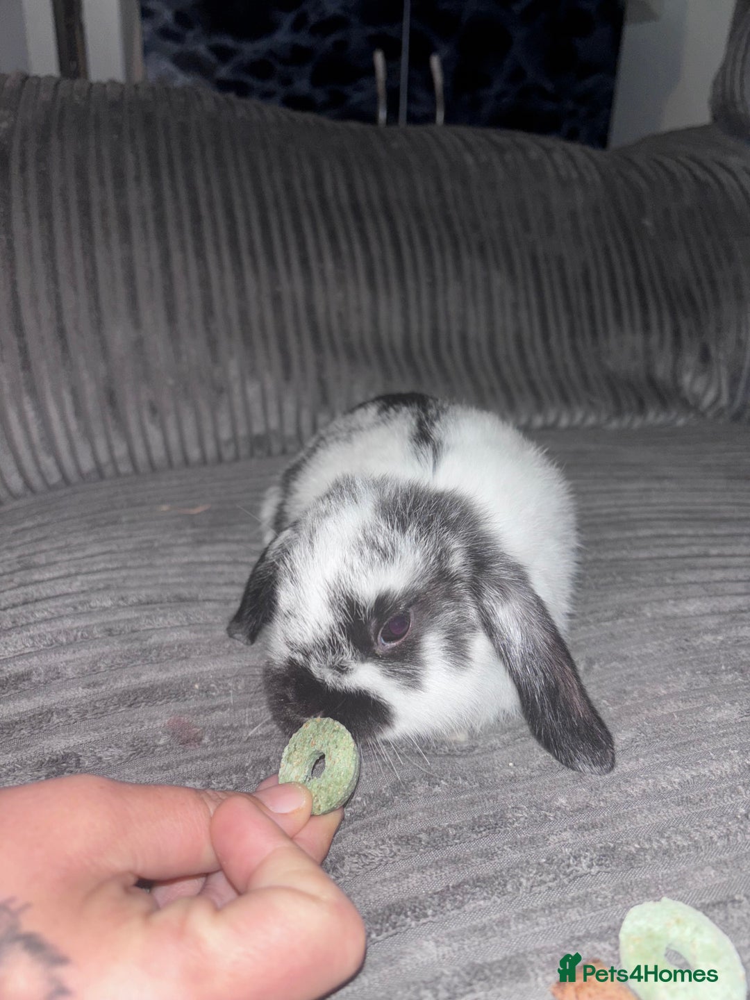 Mini Lop rabbits for sale: Mini lop rabbits - Image 2