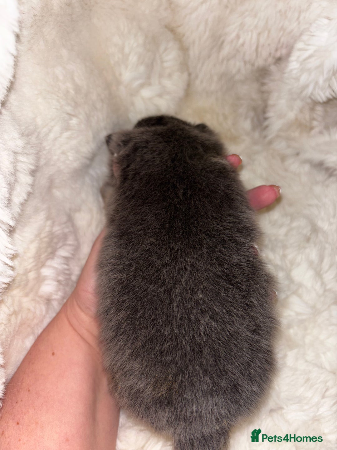 Pomeranian dogs for sale: Rare KC Lilac, Blue and Blue Sable Pups!  - Advert 10