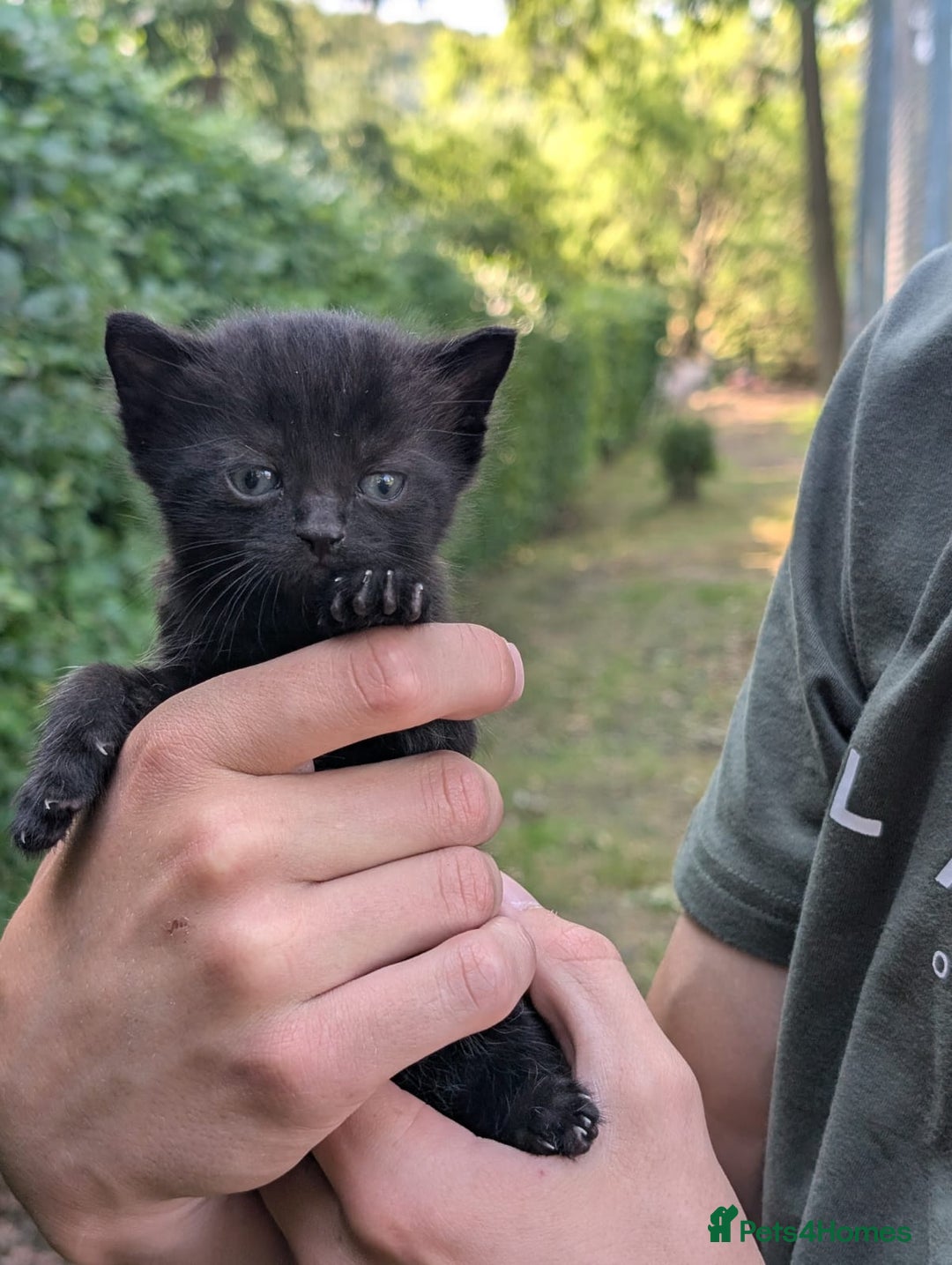Mixed Breed cats for sale: FREE TO A GOOD HOME! adorable kittens for sale - Image 11