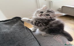 Persian cats for sale: Persian BSH kittens ready next weekend - Image 1