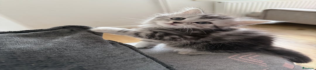 Persian Kitten 4