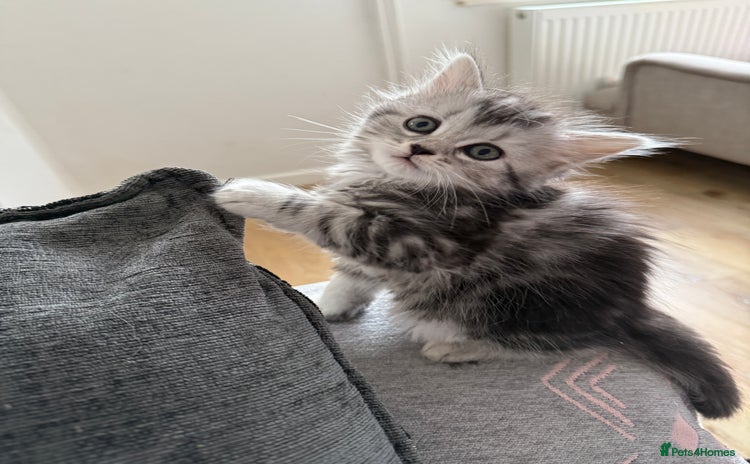 Persian cats - Advert 1