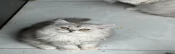 Persian cats for sale: 2 Beautiful Persian kittens  - Advert 3