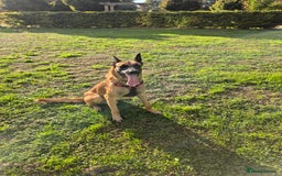 Belgian Shepherd Dog dogs for stud: Big Boy Belgian Shepherd Dog For Stud in Cheltenham - Image 1