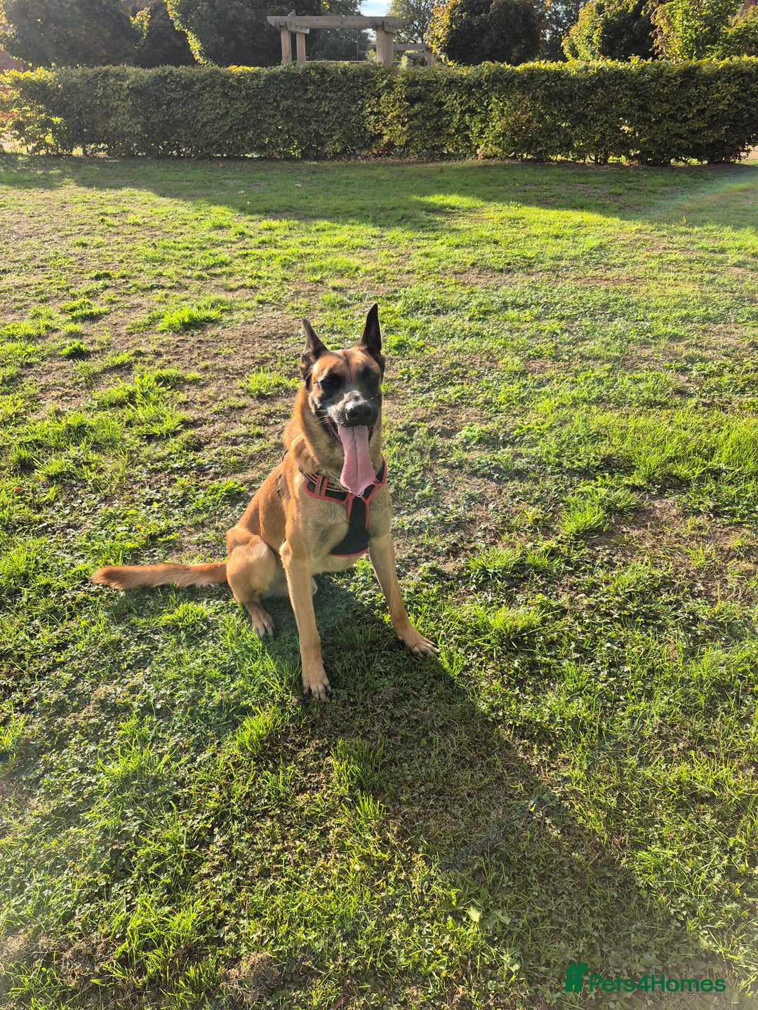 Belgian Shepherd Dog dogs for stud: Big Boy Belgian Shepherd Dog For Stud in Cheltenham - Image 1