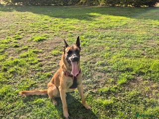 Belgian Shepherd Dog dogs in Cheltenham - Advert 11