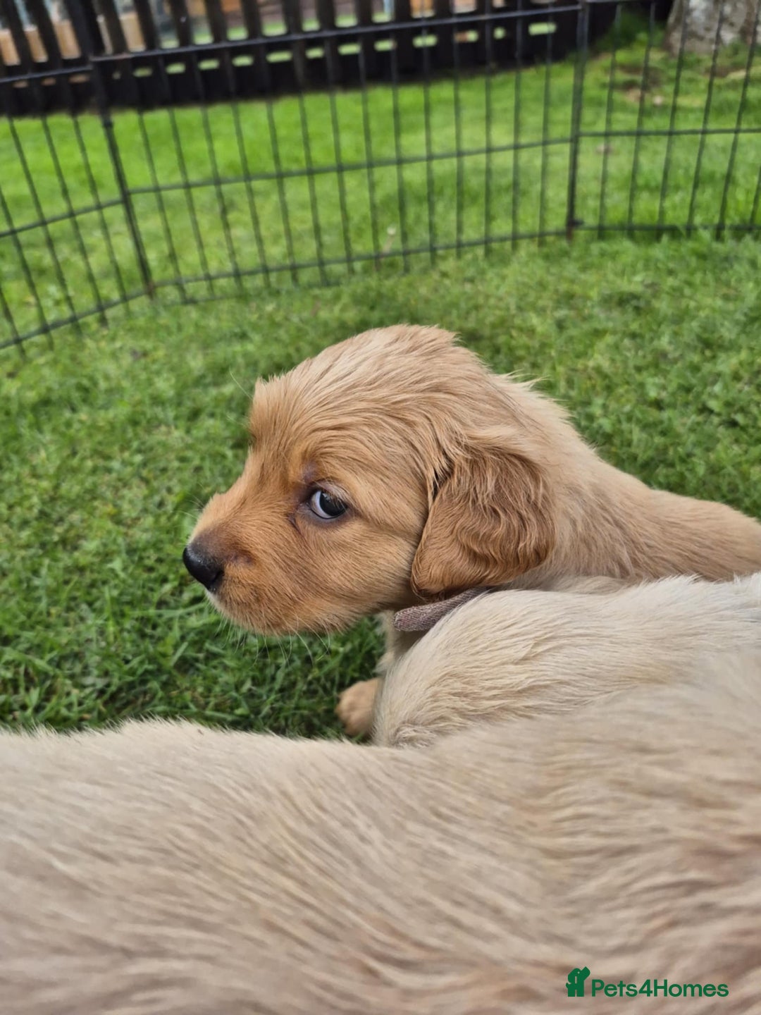 Golden Retriever dogs for sale: KC Registered Golden Retrievers - Image 11