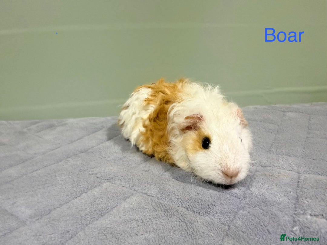 Guinea Pig rodents for sale: Baby guinea pigs  - Advert 10
