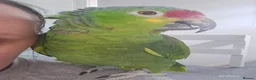 Parrots birds for sale: Red Lored Amazon - Advert 7