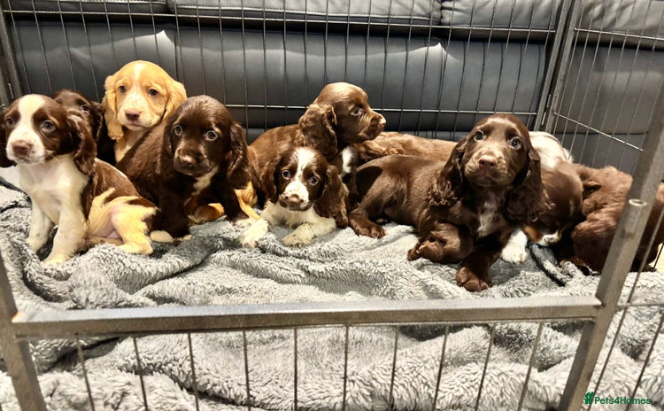 Cocker Spaniel dogs - Advert 3