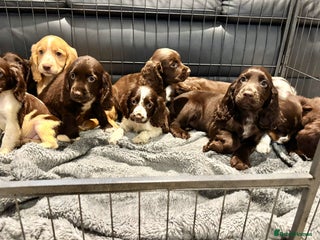 Cocker Spaniel dogs for sale - Advert 1
