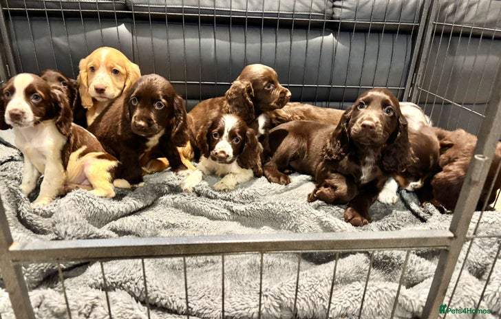 Cocker Spaniel dogs - Advert 3