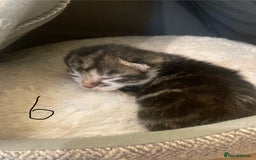 Mixed Breed cats for sale: 6 kittens looking for their forever homes  - Image 2