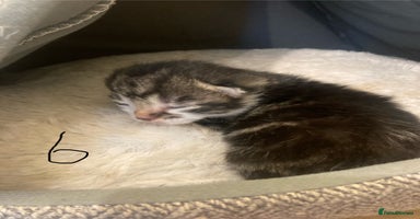 Mixed Breed cats - Advert 15