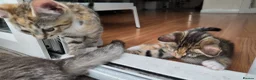 Mixed Breed cats for sale: 🐱 3 Beautiful Friendly Tabby Kittens in Milton Keynes - Advert 13