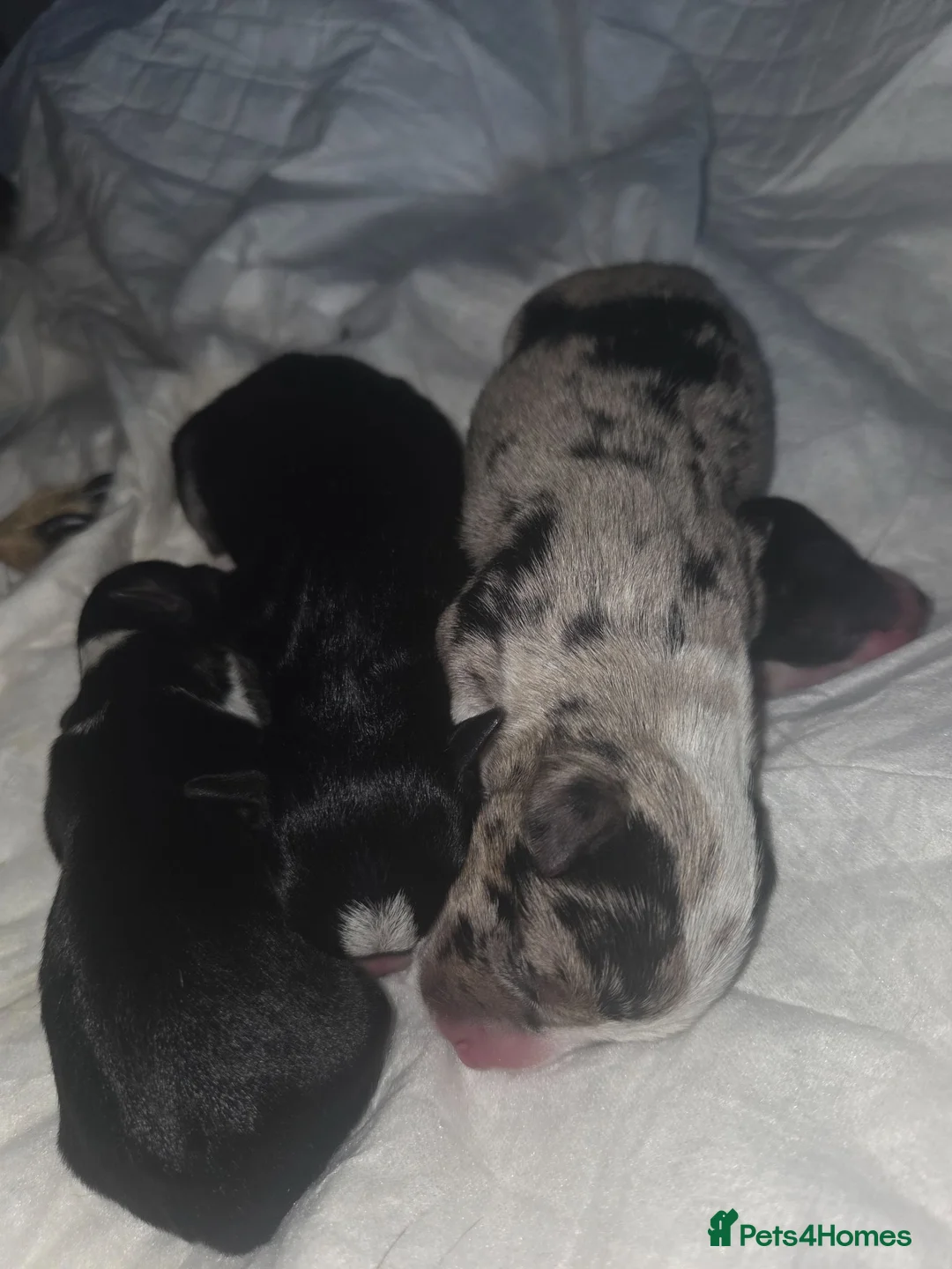 Jack Chi dogs for sale: Chihuahua cross Jack Russel - Advert 1
