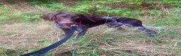 German Shorthaired Pointer dogs for sale: Stunning GSP female - Advert 5
