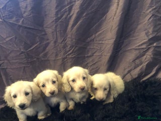 Miniature Dachshund dogs English Cream miniature dachshund - Advert 16