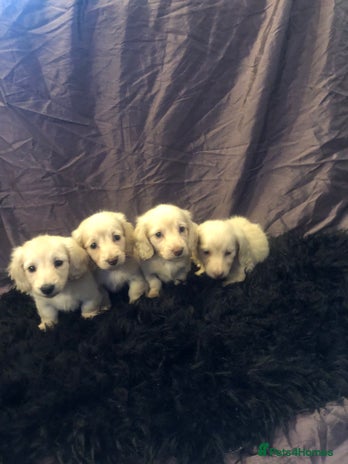 Miniature Dachshund dogs English Cream miniature dachshund - Advert 1