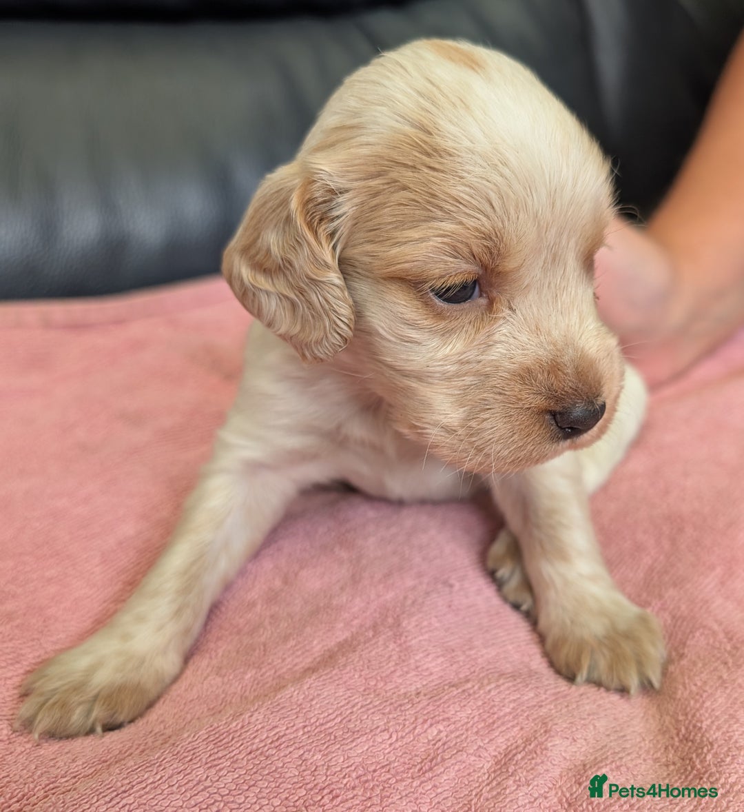 Sprocker dogs for sale: Working Sprocker puppies  - Image 9