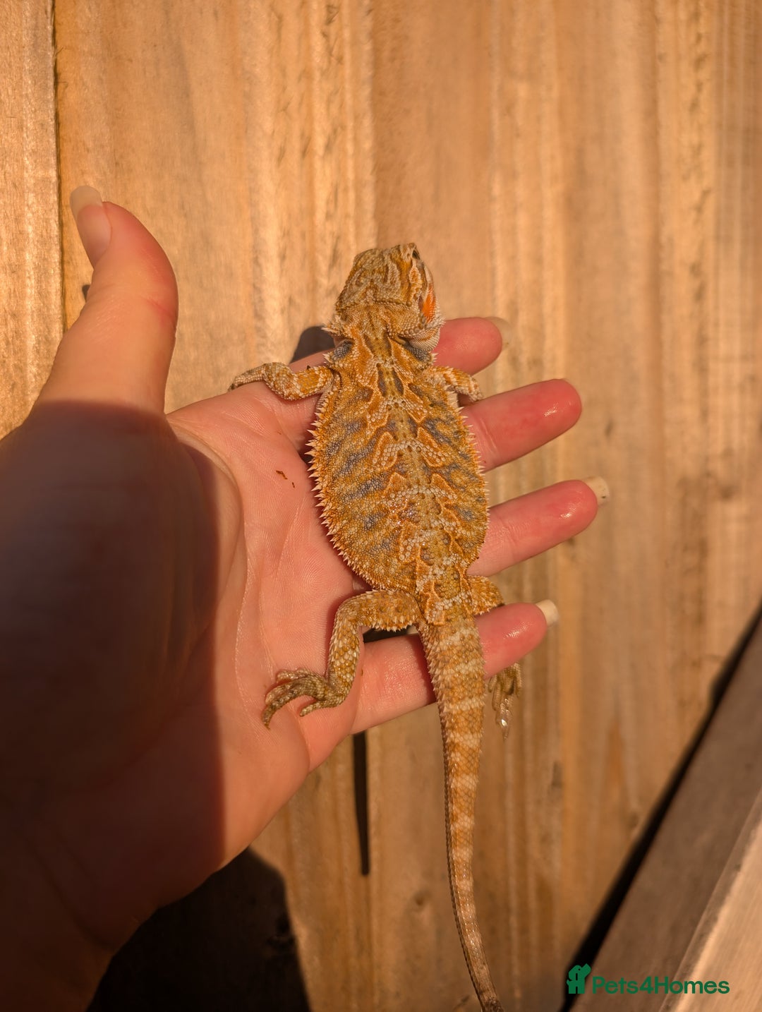 Bearded Dragon reptiles for sale: Baby bearded dragons  - Image 15