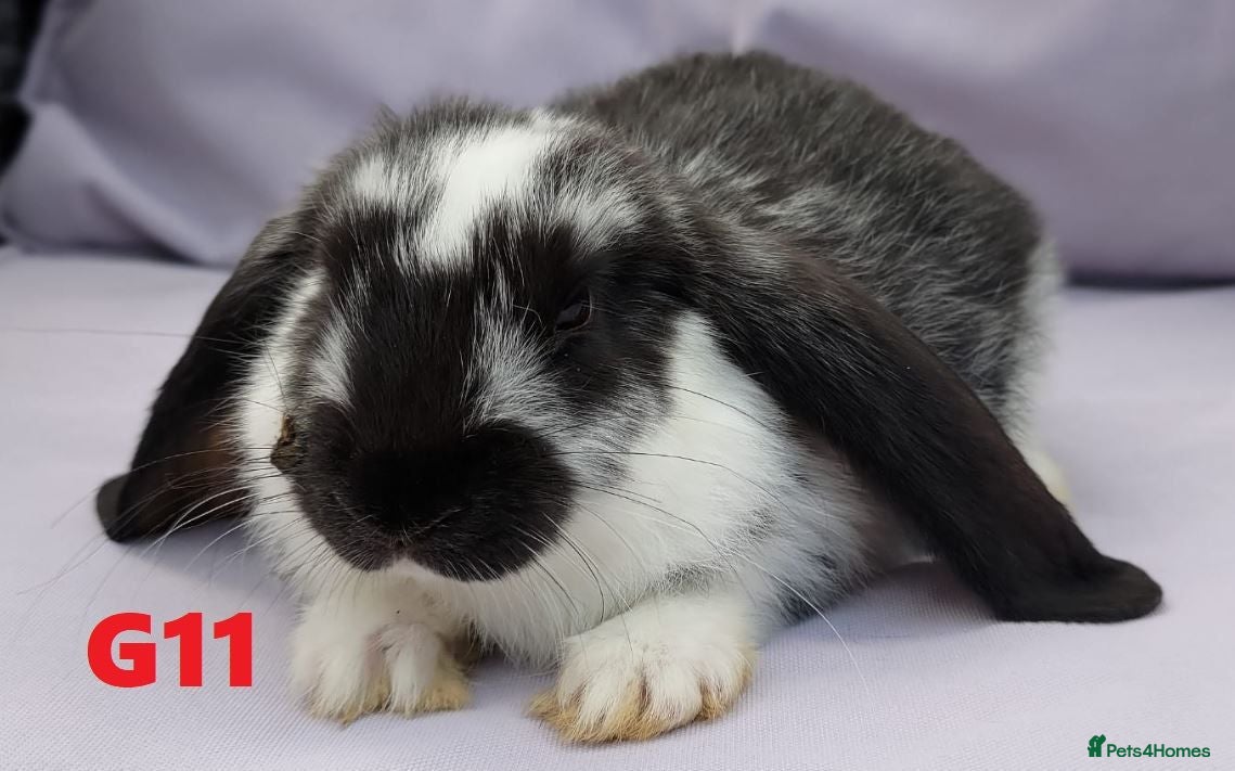 Mixed Breed rabbits Pure French Lops & Mini Lops Mix Ready-MUST READ! - Advert 2