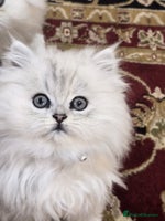 Persian cats - Advert 2