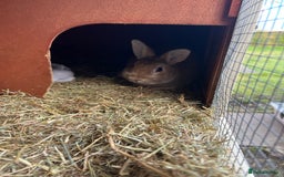 Mixed Breed rabbits for sale: Lovely male rabbit  - Image 6