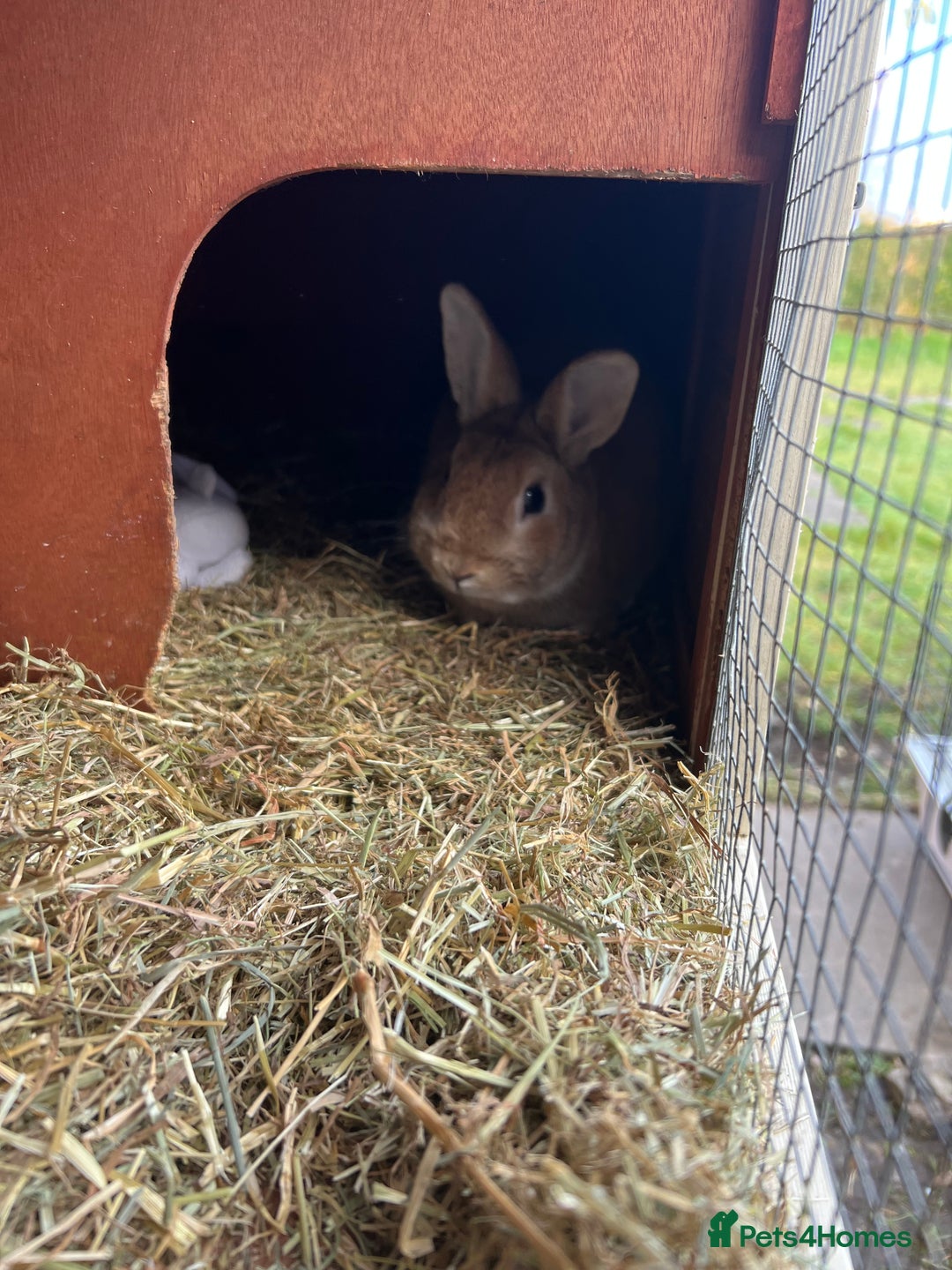 Mixed Breed rabbits for sale: Lovely male rabbit  - Image 6