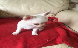 Chihuahua dogs for sale: Two stunning white chihuahuas - Image 9