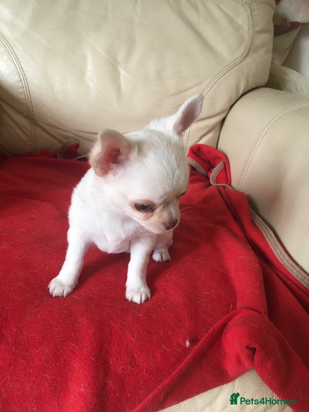 Chihuahua dogs for sale: Two stunning white chihuahuas - Image 9