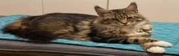 Maine Coon cats for sale: Ex Maine coon queen - Advert 5