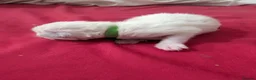 Ragdoll cats for sale: 5 beautiful ragdoll kittens  in Liverpool - Advert 11