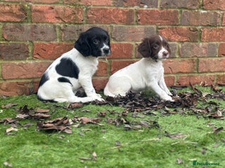 English Springer Spaniel dogs Working lines KC springer spaniels - Advert 6