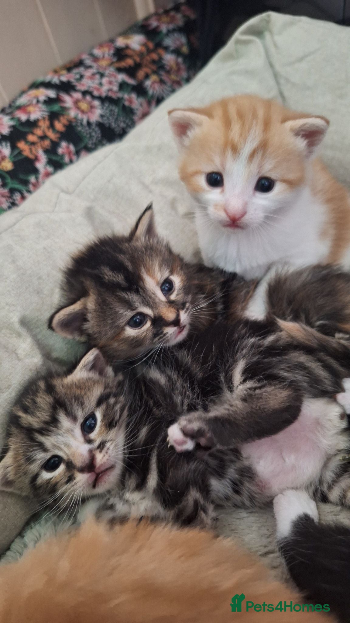 Mixed Breed cats 😼🩷Kittens looking for their forever homes💕 - Advert 4
