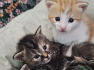 Mixed Breed cats 😼🩷Kittens looking for their forever homes💕 - Advert 4