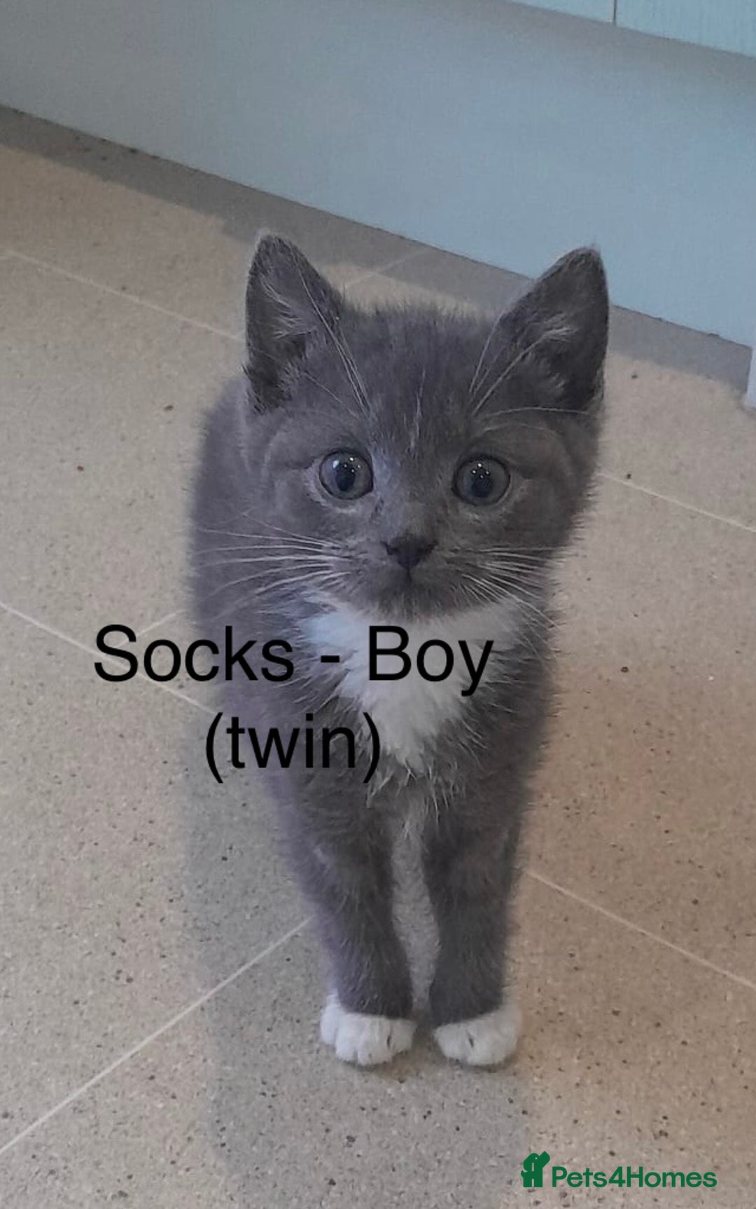 Mixed Breed cats for sale: 4 adorable kittens for sale  - Advert 1