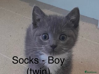 Mixed Breed cats 4 adorable kittens for sale - Advert 1