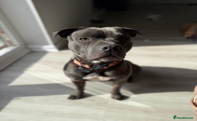 Staffordshire Bull Terrier dogs - Advert 2