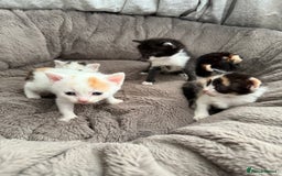 Mixed Breed cats for sale: Half Sphynx  - Image 7