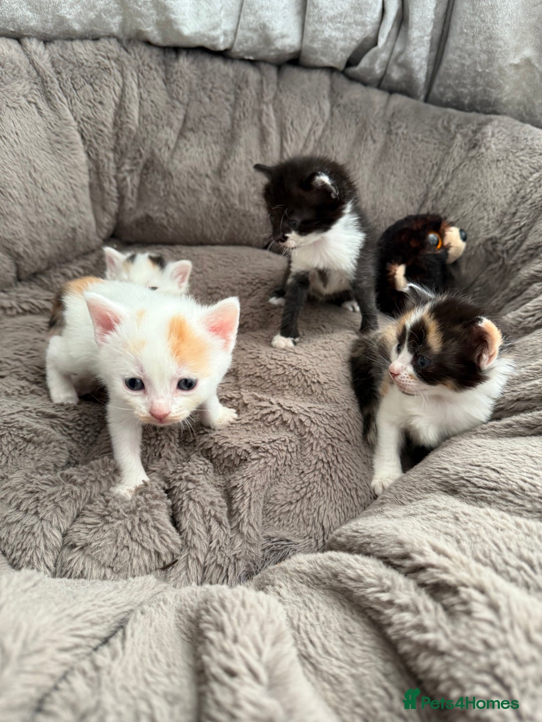 Mixed Breed cats for sale: Half Sphynx  - Image 7