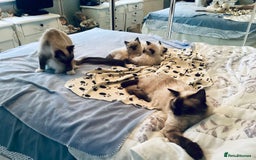 Ragdoll cats for sale: 3 Pedigree Ragdoll Kittens For Sale - Image 10