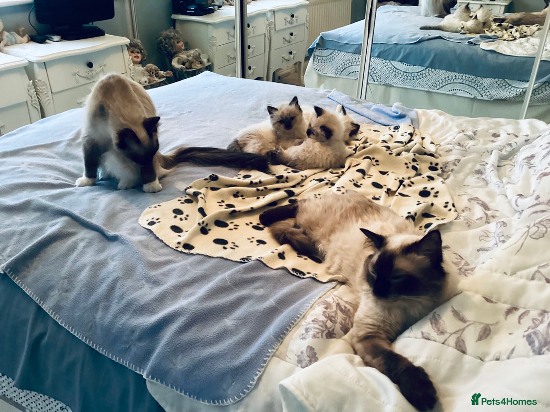Ragdoll cats for sale: 3 Pedigree Ragdoll Kittens For Sale - Image 10