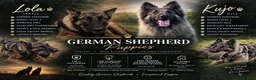 German Shepherd dogs for sale: 2 MALES LEFT German Shepherd puppies - Advert 2