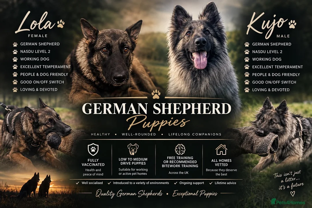 German Shepherd dogs for sale: 2 MALES LEFT German Shepherd puppies - Advert 2