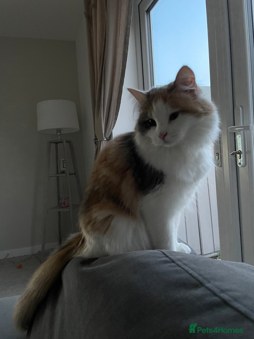 Mixed Breed cats for sale: Beautiful girl looking for a new home - Advert 2