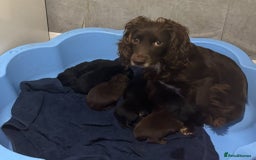 Mixed Breed dogs for sale: Cockeranians - Image 1